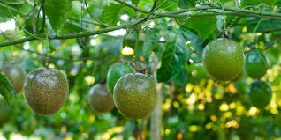 Passion Fruits