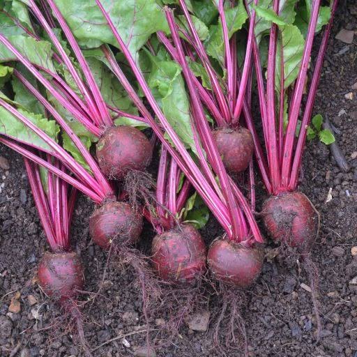 Beetroot