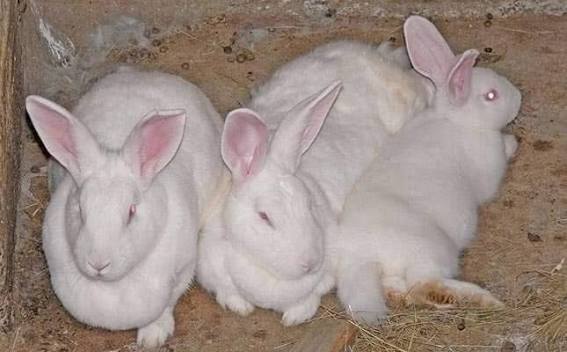 Rabbits